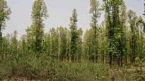 Tigress’ fresh pugmarks spotted at J'khand-Bengal border 