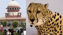 Supreme Court allows introduction of African Cheetahs in India