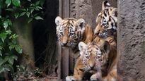 After roaring out loud, Madhya Pradesh lost 23 Tigers in 2019
