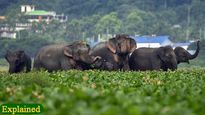 Lockdown: Wild animals are having a gala time in Karnataka