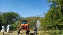 Locusts attack crops in Western MP