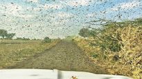 Spraying neem oil on standing crops to be effective in eliminating locust attack