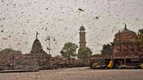 Locusts swarm UP and Maharashtra; Govt steps up control operations, drones to be deployed soon