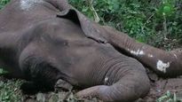 Another elephant dies in Kerala after 5 days of injury