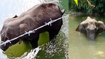 One arrested in connection with death of pregnant elephant in Kerala