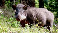 Video of pigs roaming inside govt hospital in Karnataka causes outrage