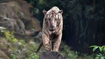 Madhya Pradesh loses 26 tigers in 2020; Birth rate more than deaths