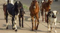 Goats, sheep quarantined in Karnataka village