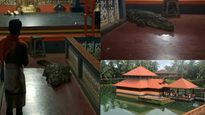 Temple 'guard' crocodile comes to visit deity, leaves after priest's request
