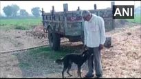  Madhya Pradesh: 50-year-old man gives half his property to his pet dog in will
