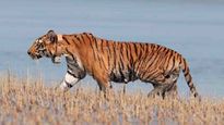 Madhya Pradesh: 93 tiger deaths in 3 years, 25 due to poaching