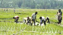 Punjab farmers not blamed over issue of Bonded Labourers in border villages:MHA