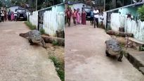 Watch: Crocodile takes a stroll on the streets of this village in Karnataka 