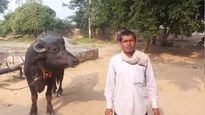 Viral: Madhya Pradesh man claims buffalo refuses to be milked, goes to police