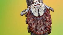 Scrub typhus claims 2 lives in Kerala: What is it? Signs, symptoms, treatment and more