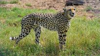 So far so good: Cheetah brothers Freddy and Alton adapting well, playful