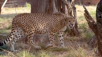 PM Modi to gift cheetahs to India on his birthday!