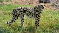  Kuno’s new cheetah, Sasha, who fell ill due to hepatorenal infection, doing much better, says officials