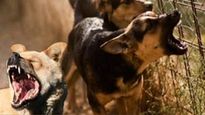 Kerala: Public poison, kill stray dogs in revenge attack