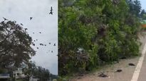 Birds killed, nests and eggs destroyed after tree gets chopped down in Kerala | Watch 
