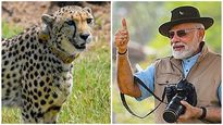 PM Modi brought cheetahs from Nigeria' to spread lumpy skin disease: Maha Congress chief
