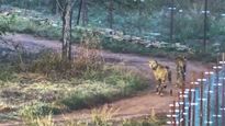 Cheetahs in Kuno National Park adapting well