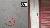 Accused in Bargari Sacrilege case shot dead in Punjab