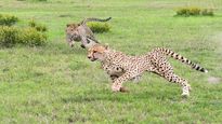 12 cheetahs from South Africa arrive at Kuno National Park; to be released into quarantine enclosures