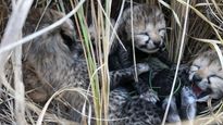 Kuno cheetah family gets 4 new members, rekindle hope to up their count