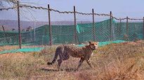 Residents Around Kuno National Park Offer Prayers For Well-Being Of Cheetah