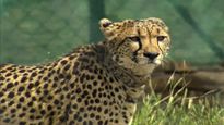 Wildlife Experts Reach Kuno To Monitor Project Cheetah