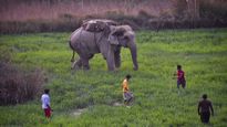 Rice eating tusker's fate capture's Kerala media's attention
