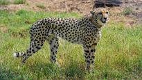 6 Deaths In A Row Pose A Major Challenge To India's 'Project Cheetah'