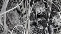 Health Condition Of Fourth Cheetah Cub In Kuno Park Stable: Official