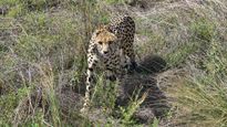 Cheetah Brought From South Africa Injured In  Fight At Kuno Park