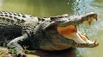 MP Horror: Woman, Lover Killed; Bodies Dumped Into Crocodile-Infested River