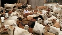Karnataka Govt Cautioned Against Amending Anti Cow Slaughter Act