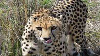 Yet Another Cheetah Dies At Kuno Park; 7th In 5 Months