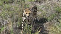 Radio Collars Of 6 Cheetahs Removed For Medical Exam In Kuno Park
