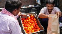 Andhra Pradesh Farmer Strikes Gold With Tomatoes: Earns Rs 4 Crore in 45 Days