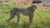 India Should Go For Younger Cheetahs Habituated To Human Presence: African Experts
