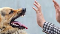 14-Year-Old Boy Dies Of Rabies After Hiding Dog Bite From Parents
