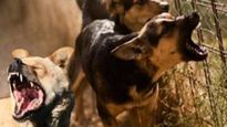 Uttar Pradesh: Toddler Gets Attacked By A Stray Dog In Amrohar