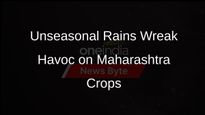 Unseasonal Rains Affect Nearly 1 Lakh Hectares of Land in Maharashtra