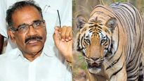 Wayanad: Kerala Forest Dept Initiates Steps To Shoot And Kill Man-Eating Tiger