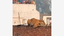 Tiger On The Loose! Tense Moments In UP's Pilibhit Village As Big Cat Rests Atop Gurudwara Wall