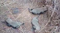 Triple Joy! Watch 3 Adorable Cheetah Cubs Born At Kuno National Park