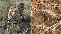 Three Cubs Born To Namibian Cheetah At Kuno National Park