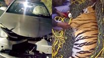 Tiger Fatally Struck By Speeding Car Near Mysuru Airport; Driver On The Run