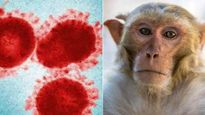 Monkey Fever Alert In Karnataka: Deadly Tick-Borne Disease Claims Two Lives